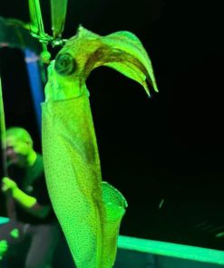 Alternative view of Câu Mực Đêm Hòn Sơn